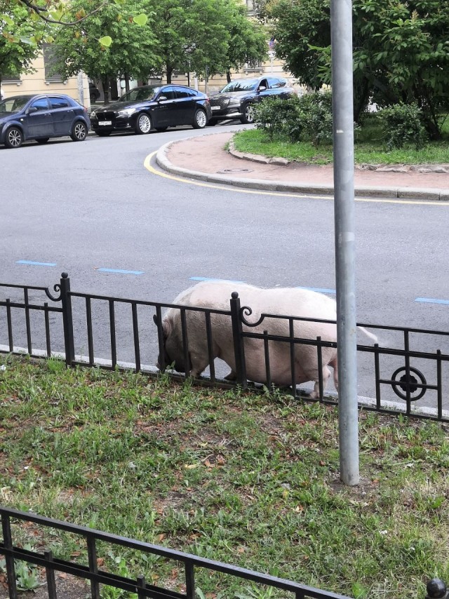 В Южной Корее мужик в качестве домашнего животного завёл себе... кабана