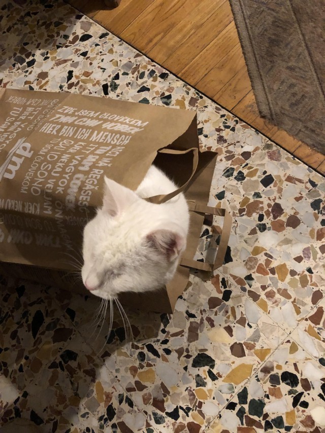 Слепоглухая кошка