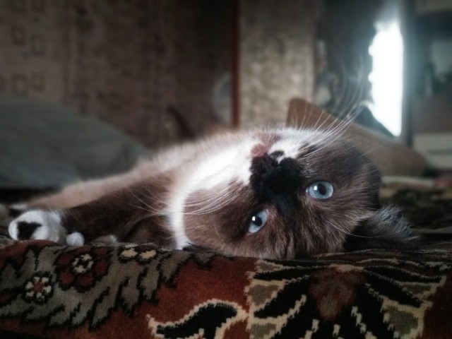 Мой котеич