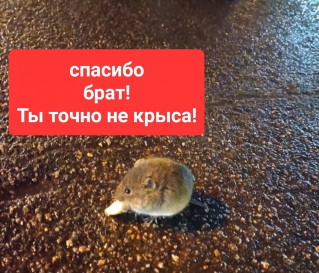 Как ко мне мышонок дружить пришёл