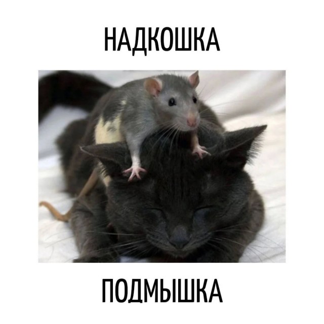 Игра слов — это словесный вираж в смешных каламбурах