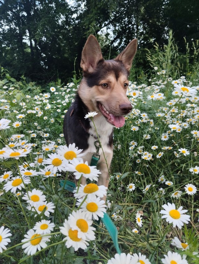 Я не люблю кошек.