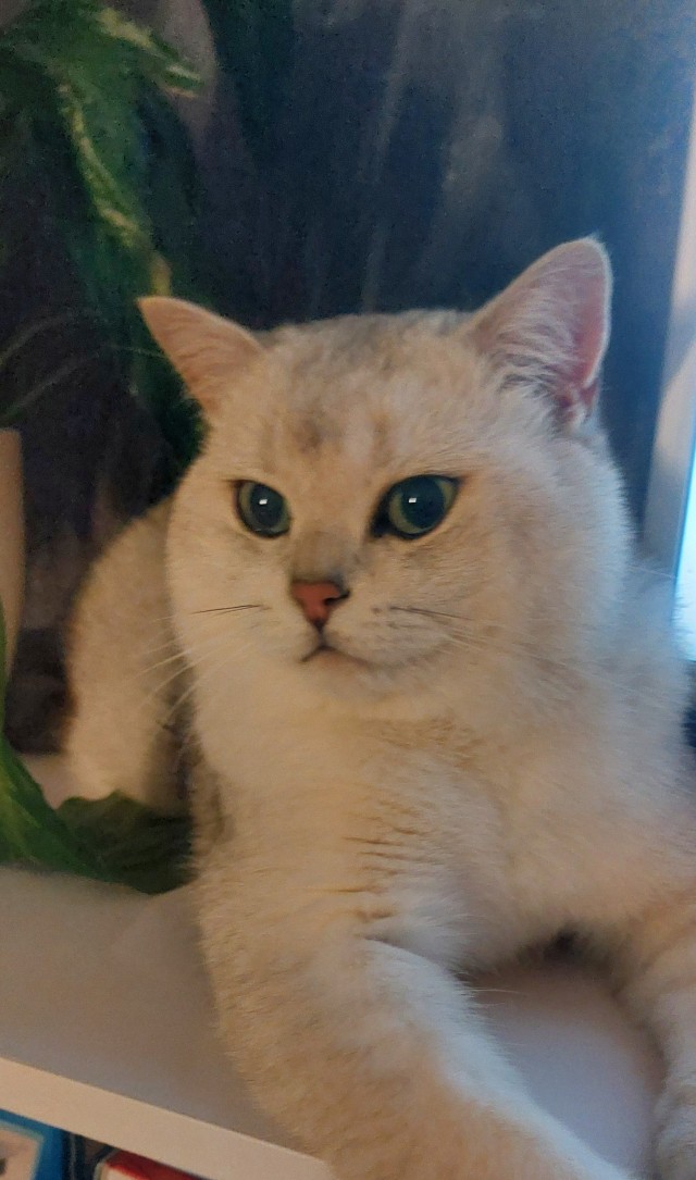 Человеку нужен кот). К котовторнику посвящается!