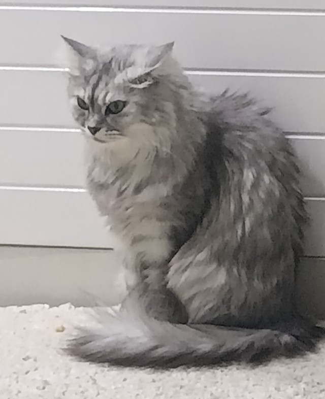 Вот и мой кот