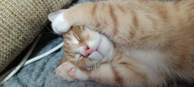 Котофторник жеж