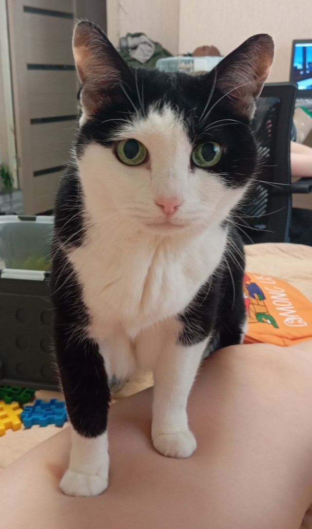 А котовторник уже пришёл?