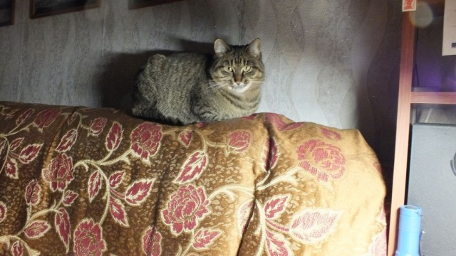 Трëхцветная кошка, которая живëт в магазине