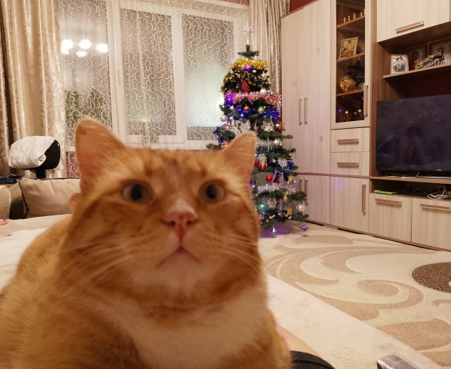 Кого завести?