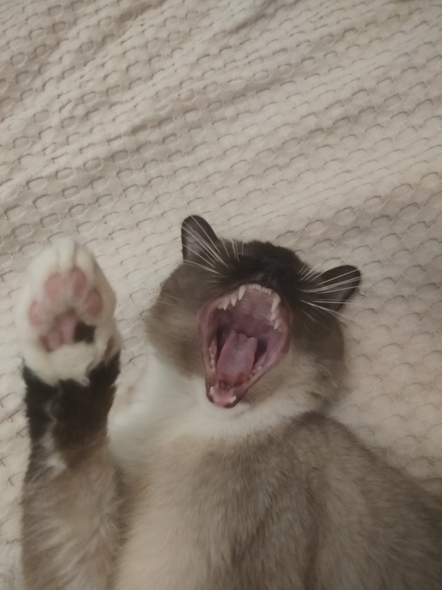 Котовторник!