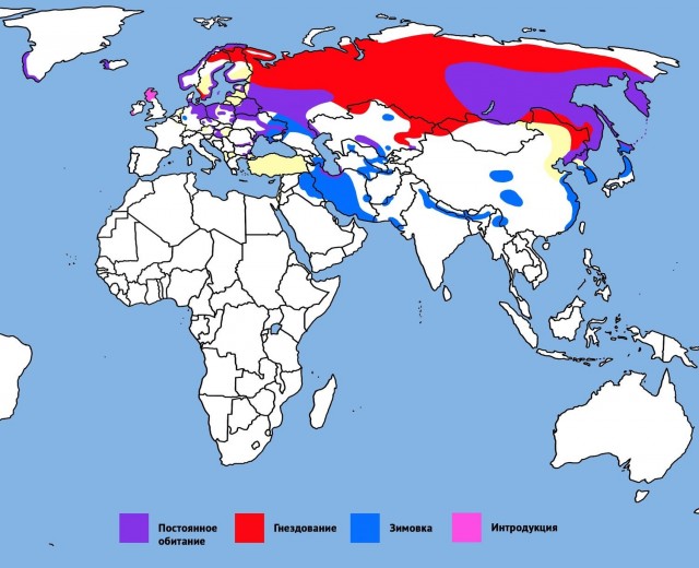 Про орлов, коллеги.