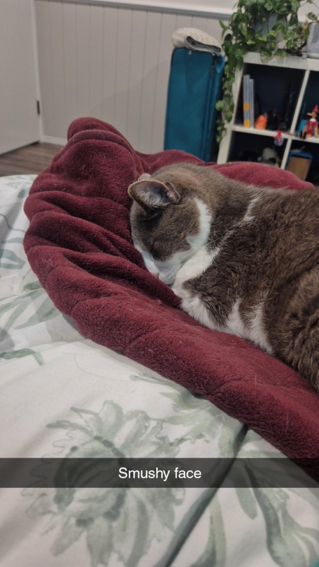 98 лет (котовторник)