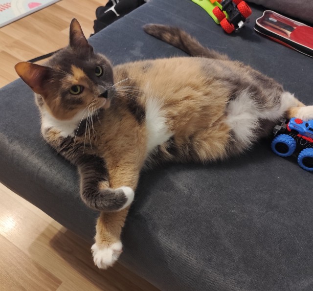 Очередной котовторник