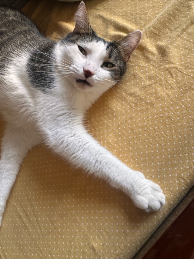 Котовторник 29.09.2026