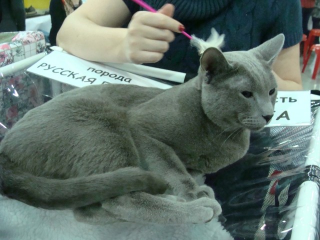 Выставка кошек. Котовторник