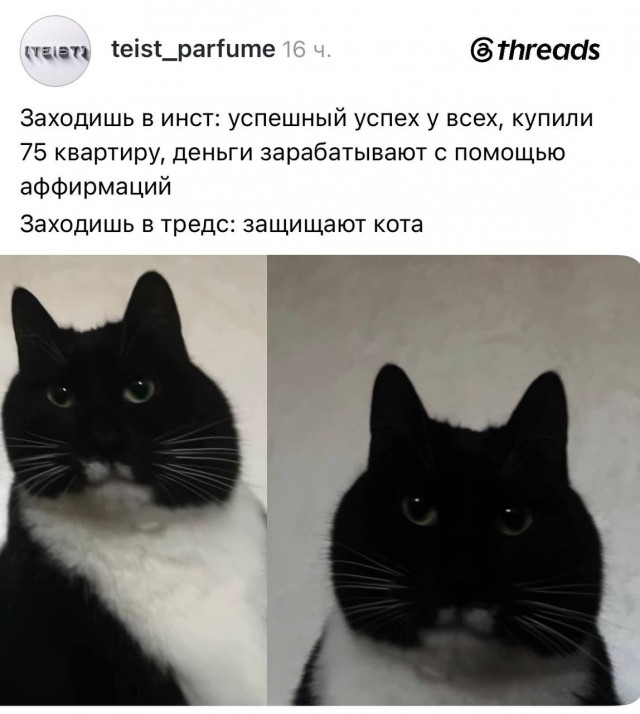 В интернете спорят из-за кота с «огромной круглой головой», который в итоге собрал армию фанатов