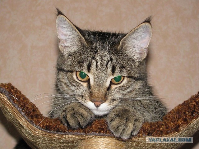 Котиковая выставка "Инфокот 2013"