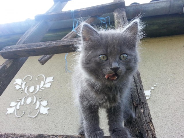 Невыразительные коты