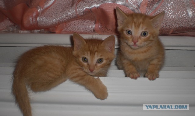 Котовторник 22.10.2013