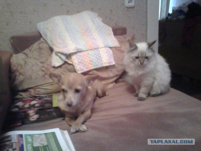 Котовторник 26.11.2013