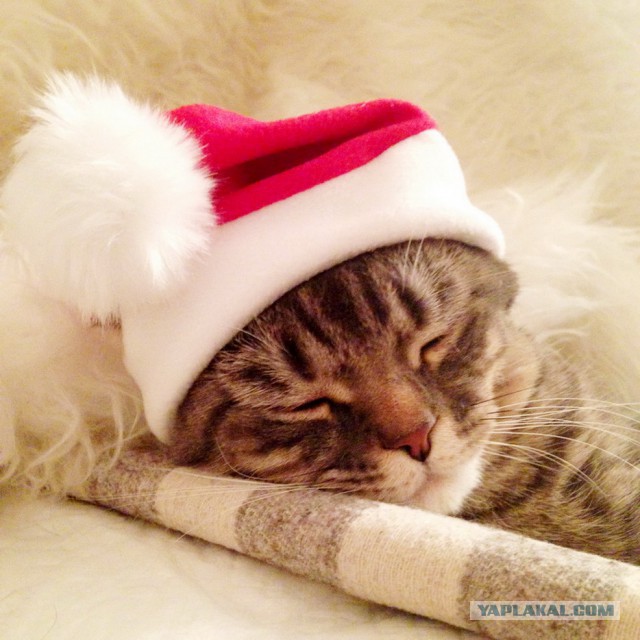 Котовторник   17.12.2013