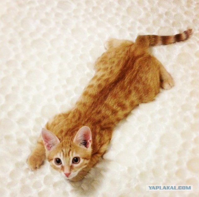 Котовторник  28.01.14