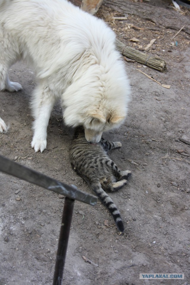 Котовторник 22.04.2014