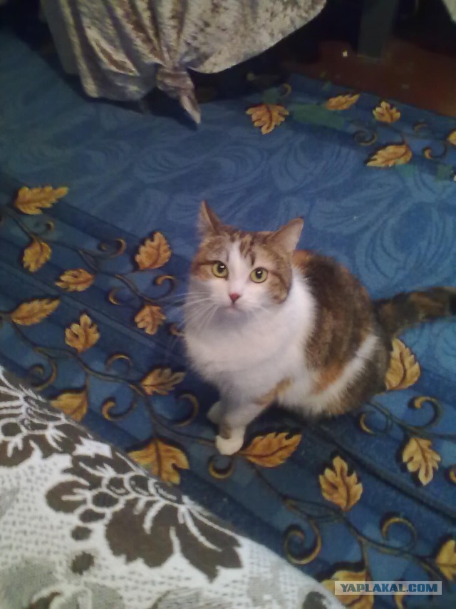 Котовторник 19.08.2014