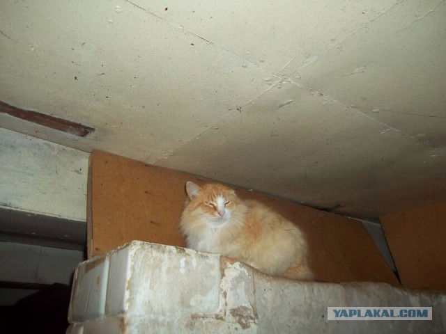 Жизнь домашнего приюта для котеек 28
