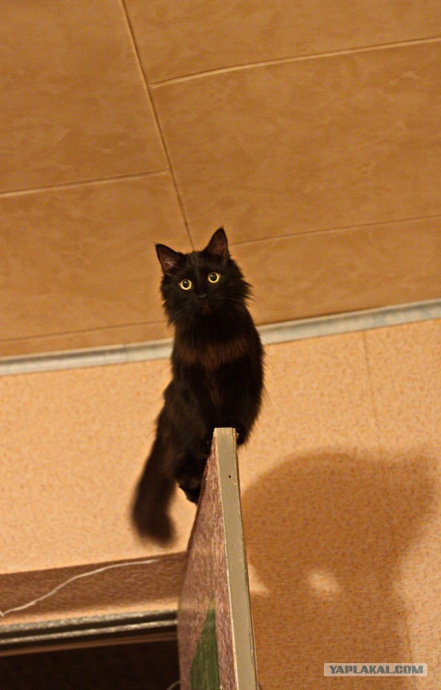 Котовторник 11.11.2014