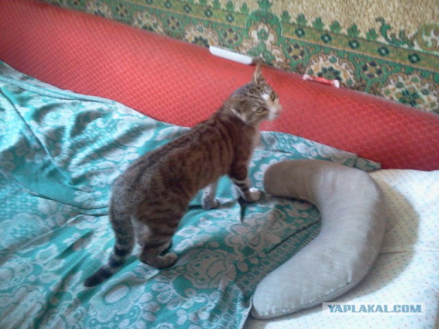 Котовторник 7.07.2015