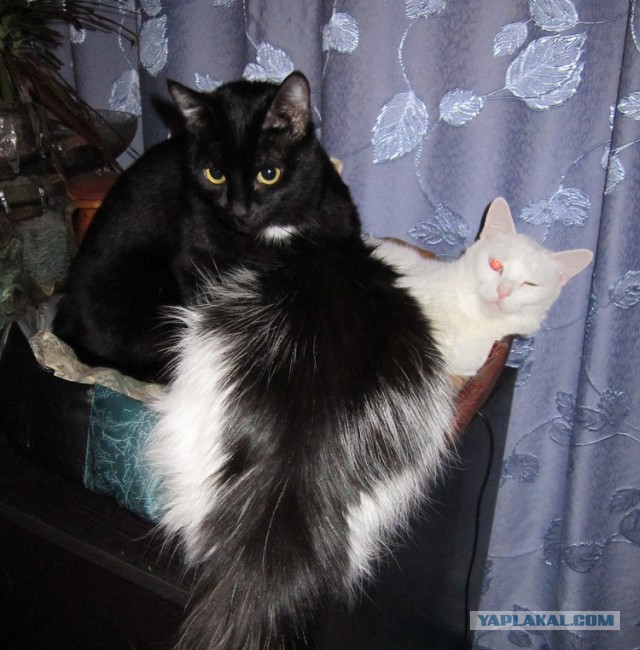 Котовторник  10.11.2015