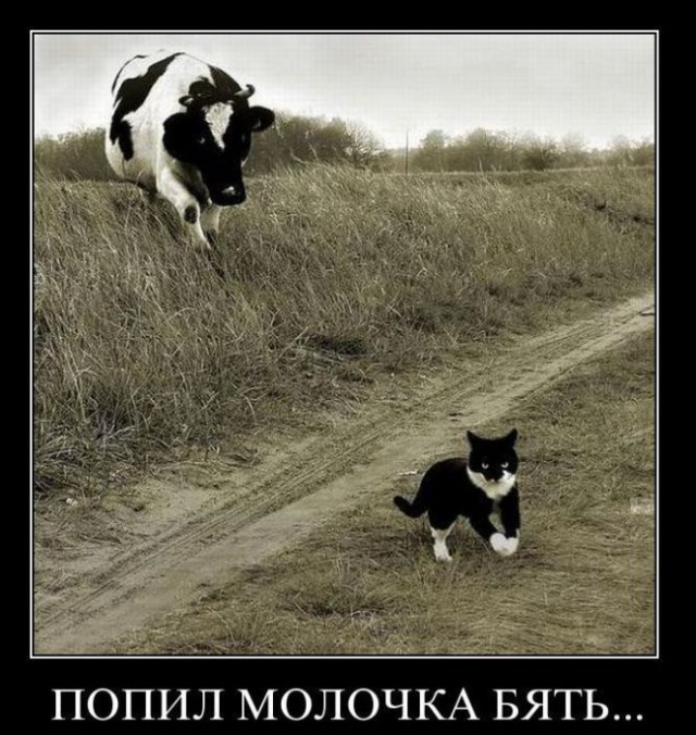 Картинки и демотиваторы