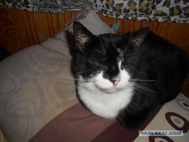 Жизнь домашнего приюта для котеек 101