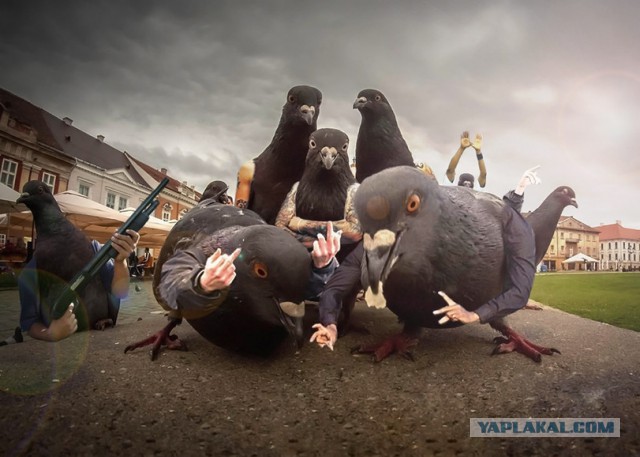 Как выглядят «голуби» в разных странах мира