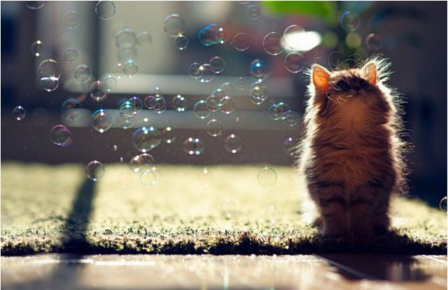 Демы к котовторнику!
