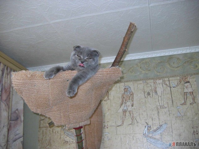 Вторничные кошаки