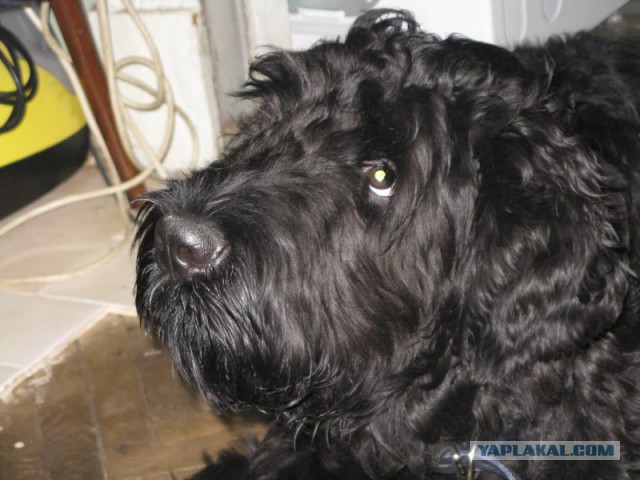 Страшно красивые терьеры