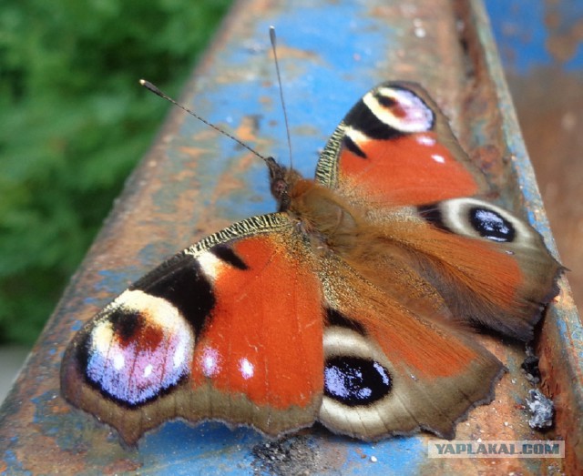Макросъемка. Делитесь лучшими фото.
