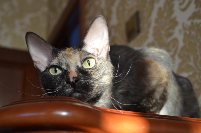 Котовторник 30.05.2017
