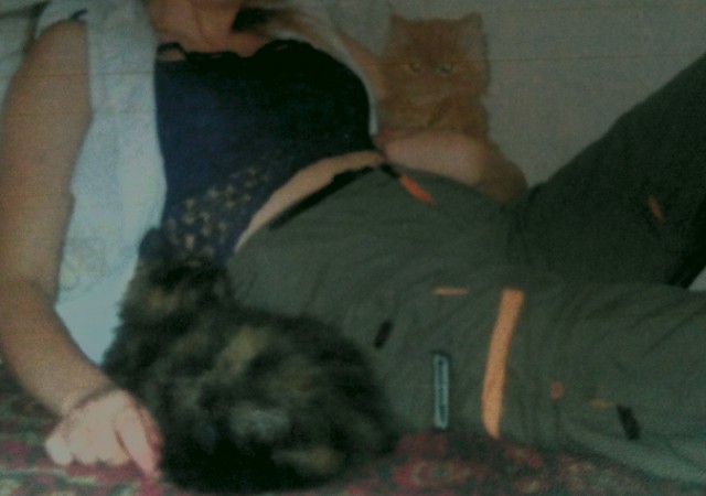 Кошачье пополнение