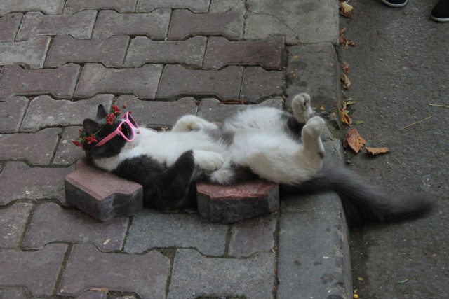 Коты и Кошки
