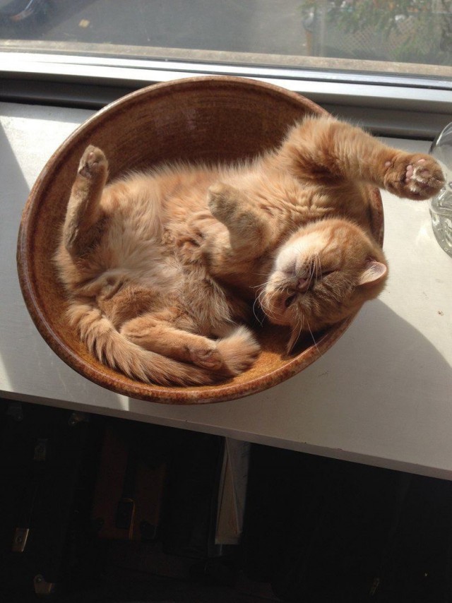 Коты и Кошки