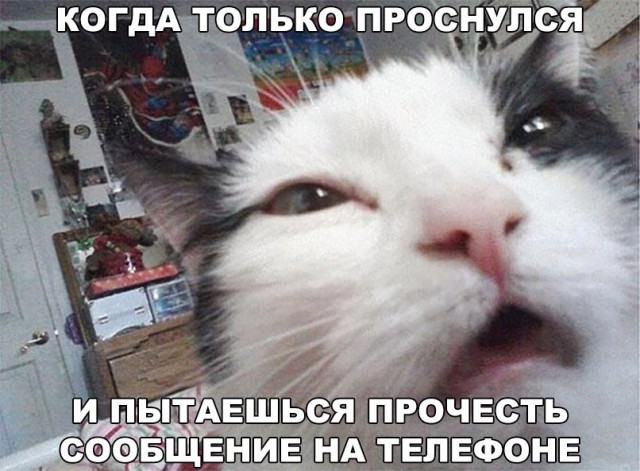 Коты и Кошки