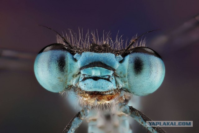 Макро портреты  «extreme macro»