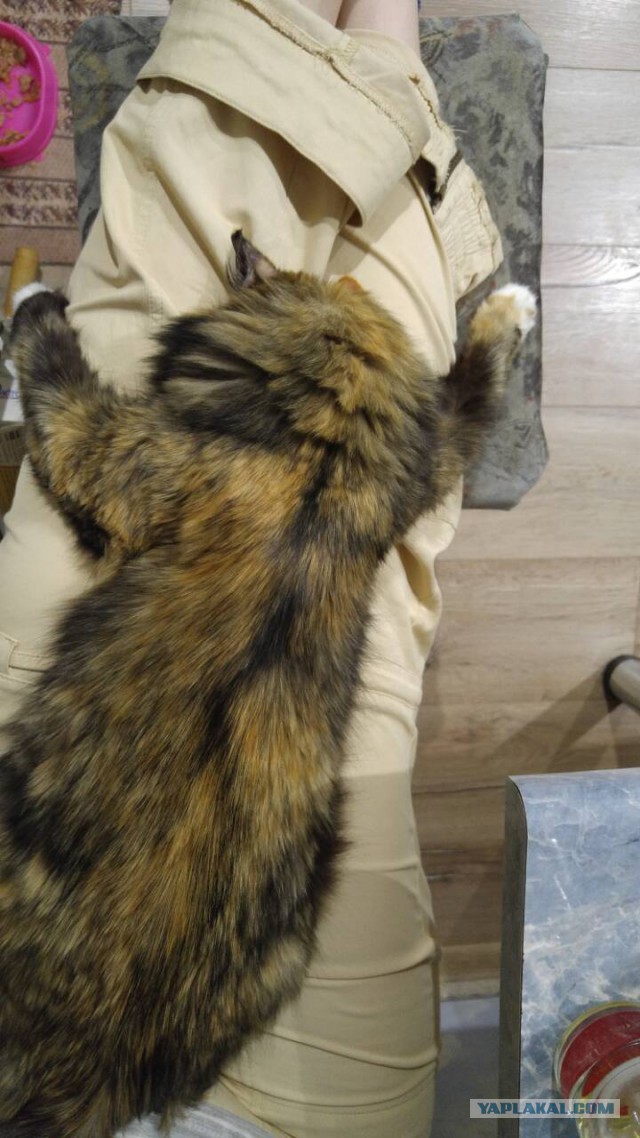 Котовторник  10.10.2017