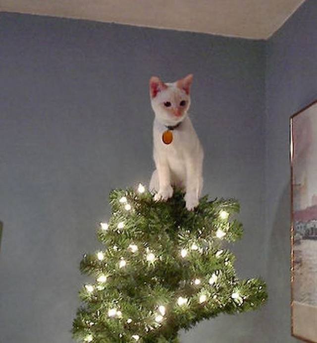 Коты и Кошки