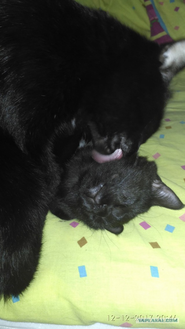 Котовторник 12.12.2017