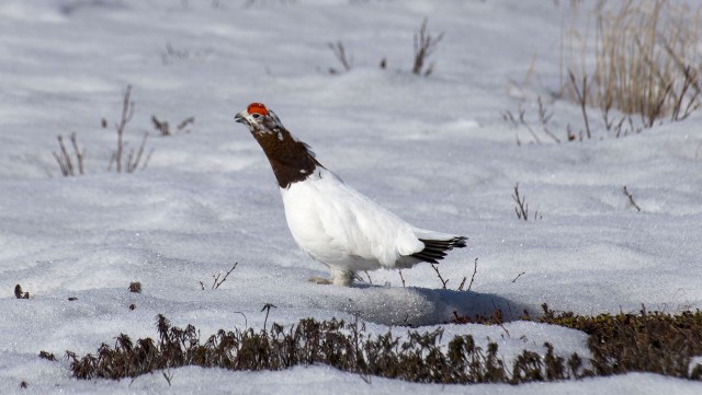 Просто Природа