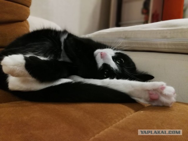Котовторник ждали? А вот и он!