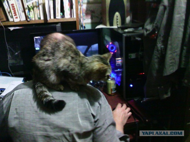 Кот без прикрас